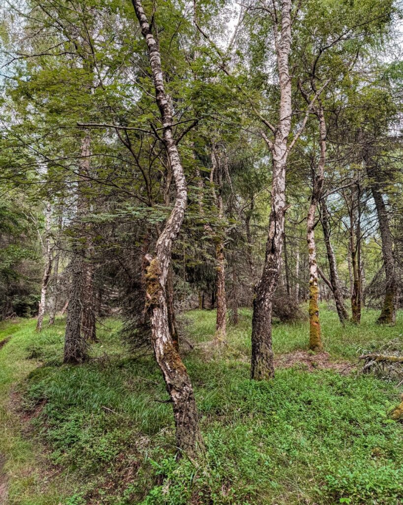 Krušnohorská příroda